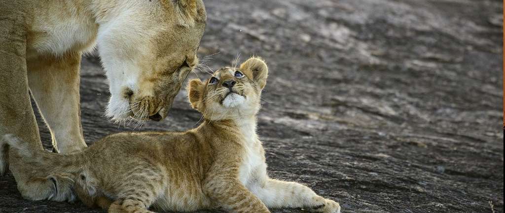 Masai Mara