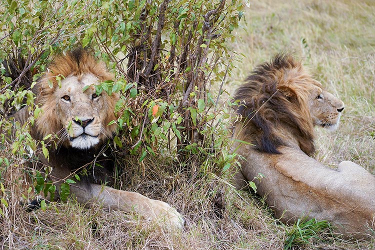 safari masai mara reserva africana