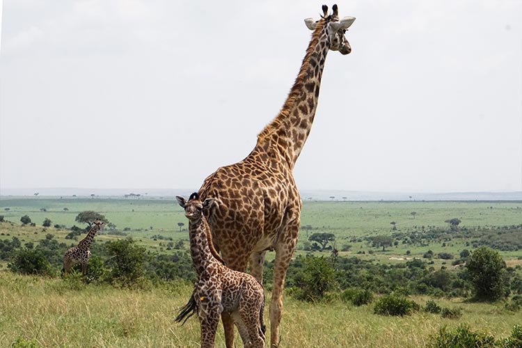 safari reserva masai africa