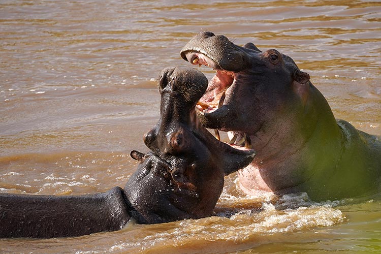 safaris masai mara